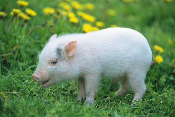 注意了！仔猪容易患白肌病，应该怎么防治？是因为缺少微量元素？