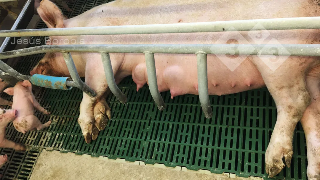分娩栏中母猪进食正常，但仔猪表现出饥饿症状！母猪怎么了?
