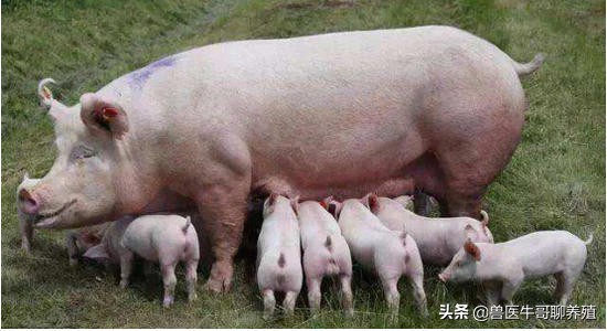 母猪产程长的原因 缩短母猪产程的有效方法