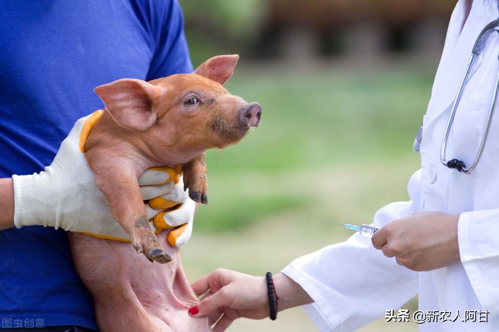 养猪人要懂，猪伪狂犬疫苗接种效果如何最佳，滴鼻和打针哪个好