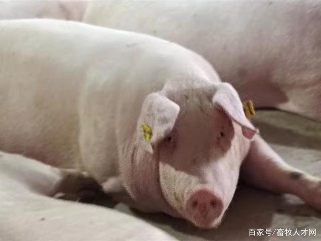 四川省生猪产能持续强势恢复，一季度存栏已达3992.1万头，同比增长33.7%！
