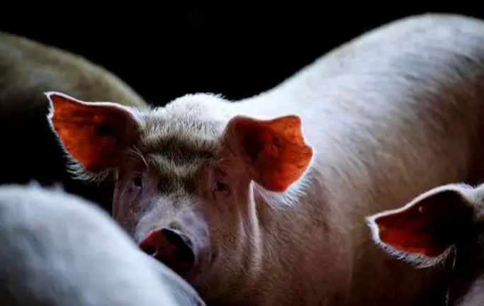 一季度末生猪存栏超1500万头！生猪产能快速恢复，安徽省畜牧业呈现爆发性增长...