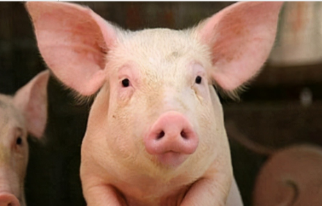 去年尝到甜头后！天邦股份提出要做中国高端种猪行业第一名