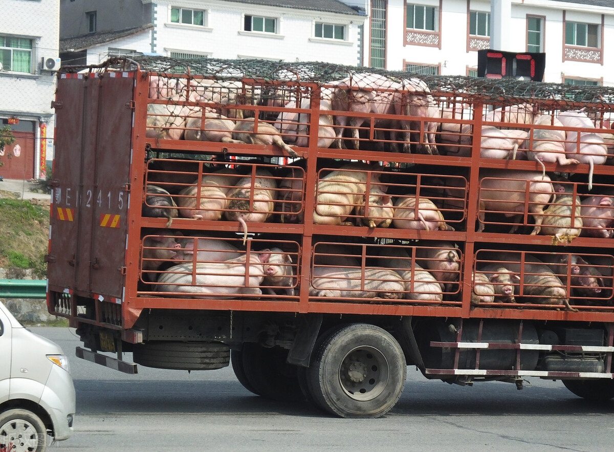 决定猪价走向的可能不是生猪产能恢复的情况，而是非瘟疫苗毒