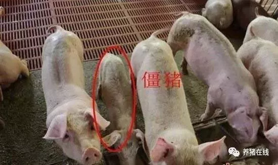 僵猪