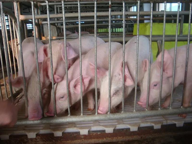 允许经营国家强制免疫用生物制品，动物疫苗行业将加速扩容！