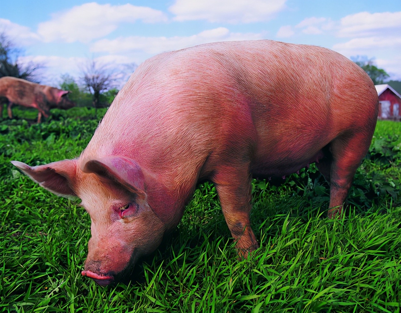 猪瘟有哪些症状，猪瘟怎么预防？这个防治方案很全面