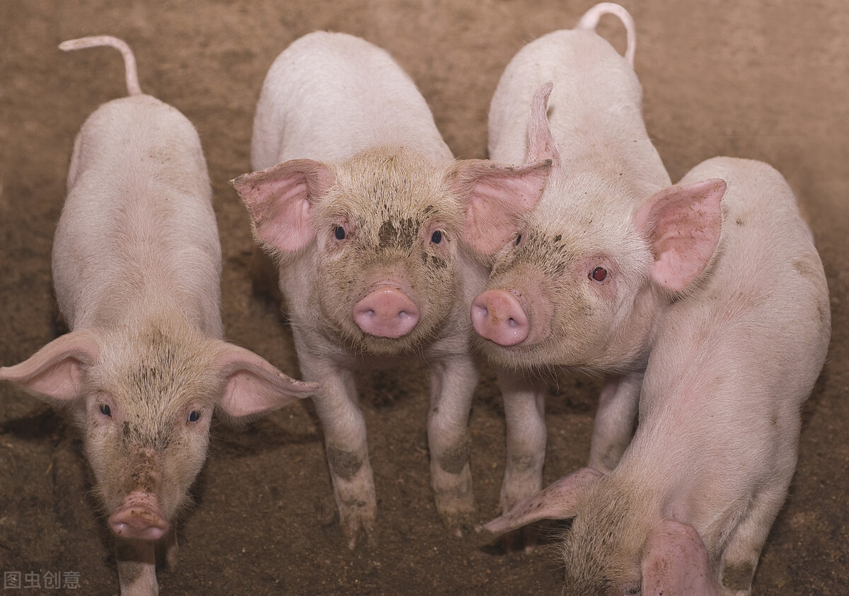 猪场经济损失最大的是群发性疾病？有传染病、猪蓝耳病，还有啥