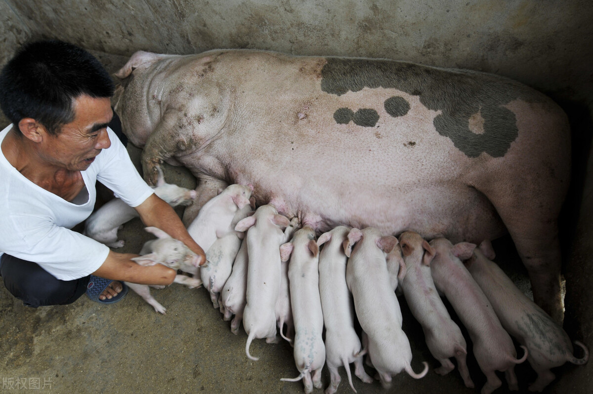 夏天母猪难产多发，养猪人要怎么助产，才能方便而且高效？