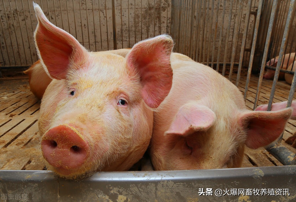猪生病的时候，使用兽药有哪些禁忌？