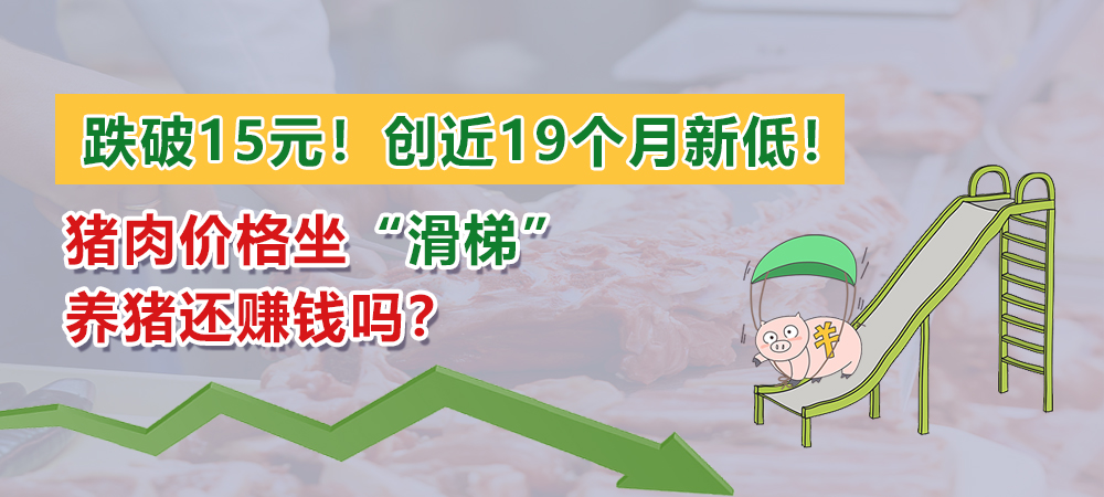 跌破15元！创近19个月新低，猪肉价格坐“滑梯”！养猪还赚钱吗？