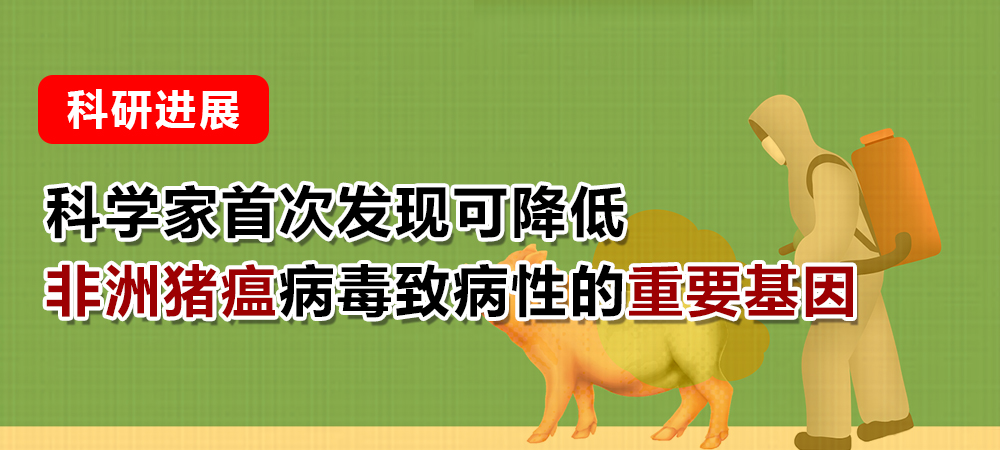科研进展丨科学家首次发现可降低非洲猪瘟病毒致病性的重要基因