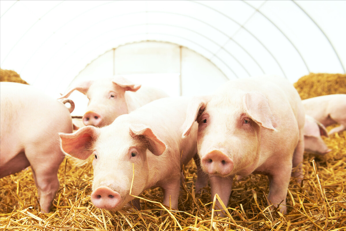 猪价“踩踏”不断，二次育肥现象普遍，肥猪价格或拖累5月猪价？