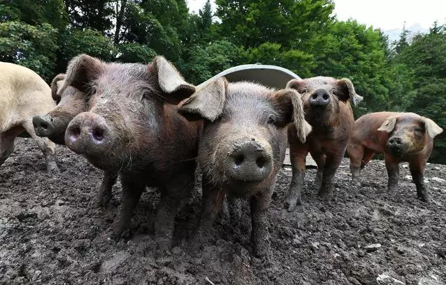 “降雨模式”即将开启！4-6月猪场需严防“水祸”，未雨绸缪！