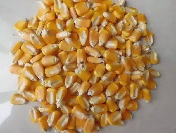 如何辨别霉变玉米对猪的毒副作用