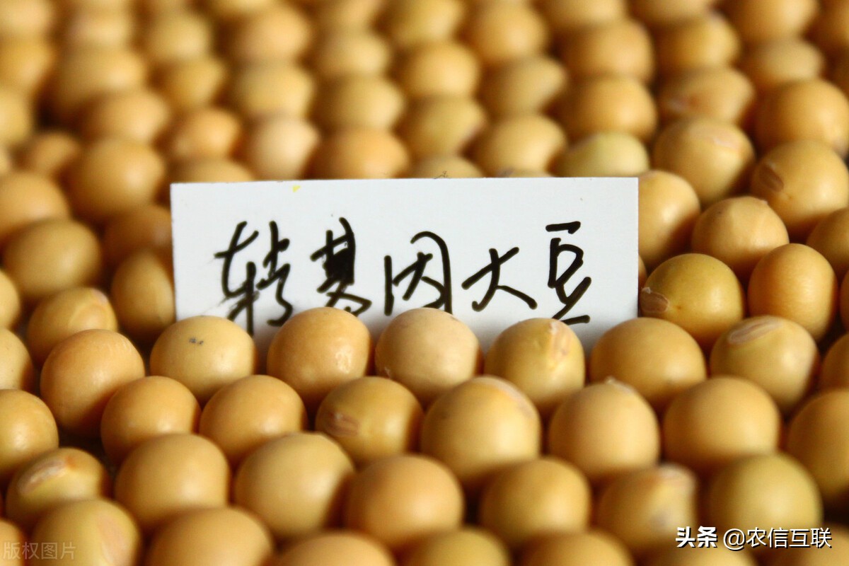 1460万吨巴西大豆来了，美国大豆“要完”？创下8年新高后大跌