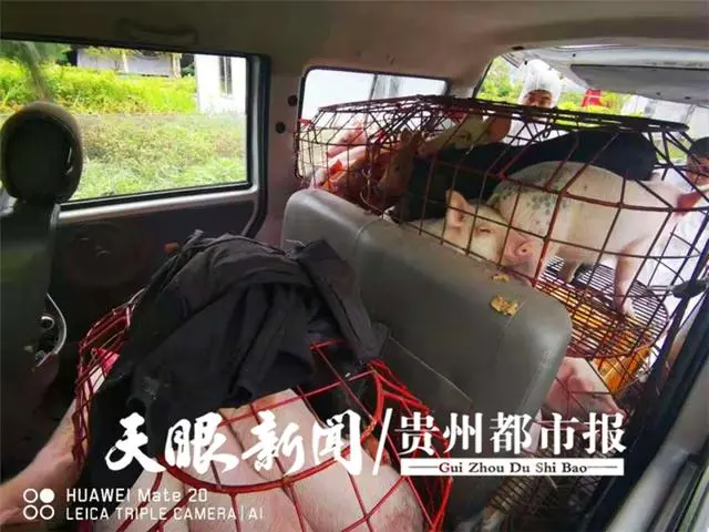 7座面包车变拉猪车，50头无证仔猪从广东茂名运往四川宜宾！