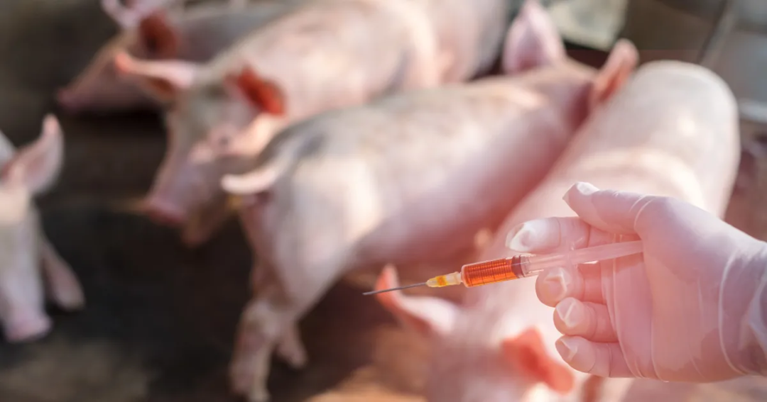 美国：ASFV-G-∆I177L可以作为有效的非洲猪瘟口鼻疫苗