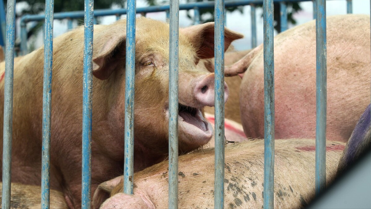 生猪价格“应声而跌”，进口猪肉9元/斤，五一猪价还有得涨？