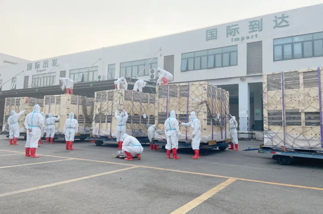 种猪从机坪转运至昆明长水国际机场货运站