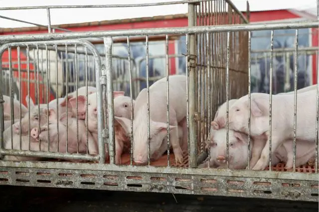 明天！中国划分5个大区防控动物疫病，生猪养殖流通格局将调整