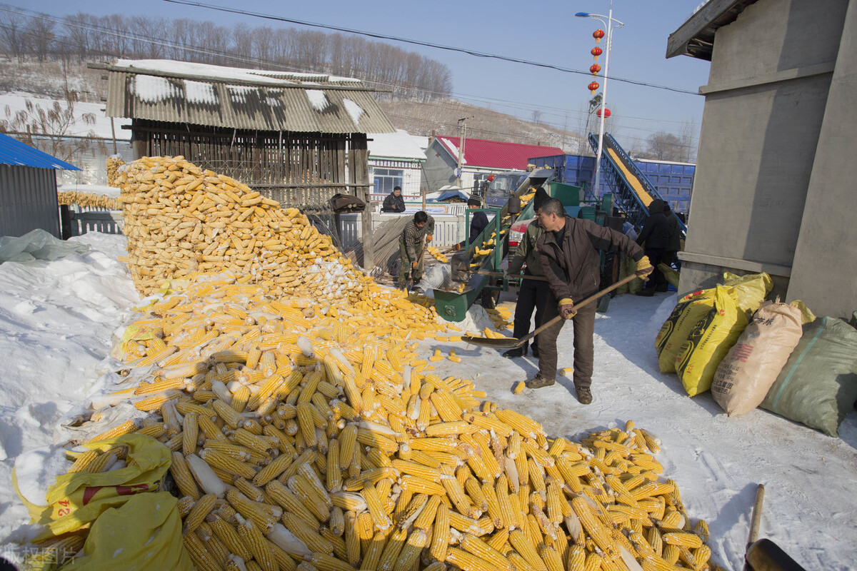 玉米缺口已补足，生猪缺口仅差4%，猪价、粮价大势已去？解读来了