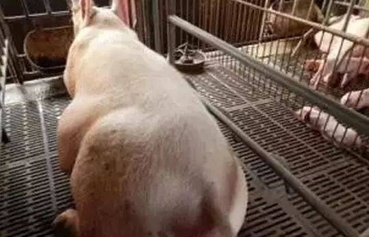 猪发生便秘该怎么治疗？用硫酸镁真的有用吗？该如何解决？