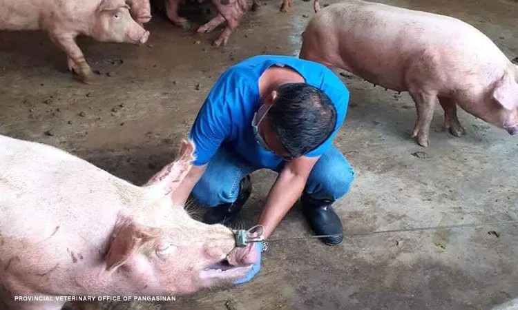 菲律宾农业部发布：菲律宾启动美国非洲猪瘟疫苗测试！