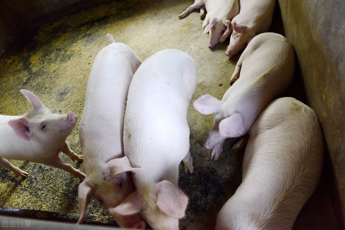 玉米缺口已补足，生猪缺口仅差4%，猪价、粮价大势已去？解读来了