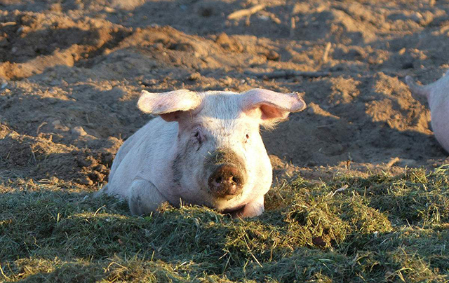 湖南打造国家生猪战略种源基地，年供种能力100万头