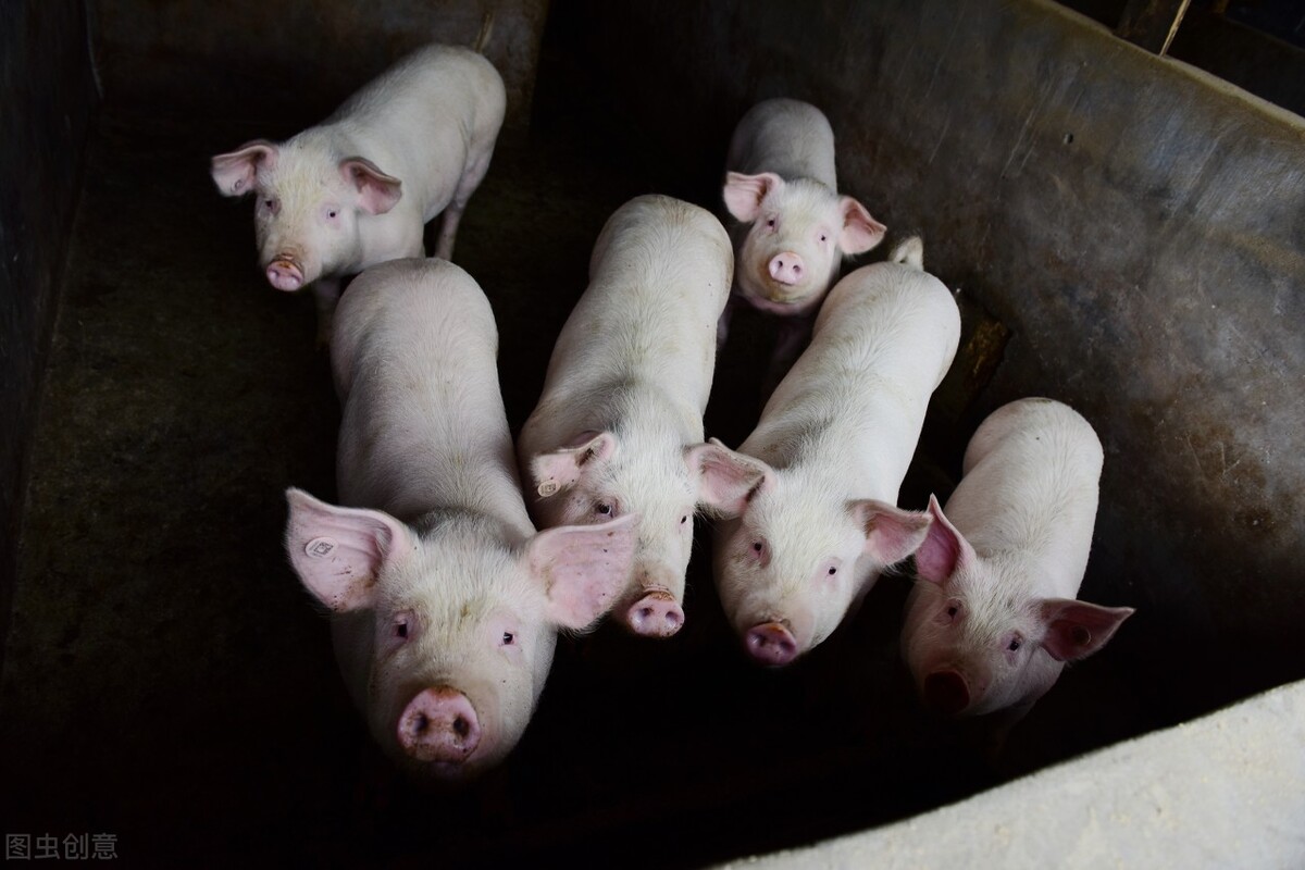 农业农村部：生猪产能恢复太快，猪价或在7月后才真正走高