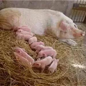 案例分析——二胎母猪产活仔数竟然少于头胎，是怎么回事呢