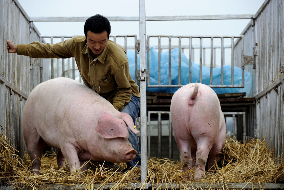 5月2日生猪价格：猪价跌势不改！农业农村部：生猪产能恢复太快，猪价或在7月后才真正走高