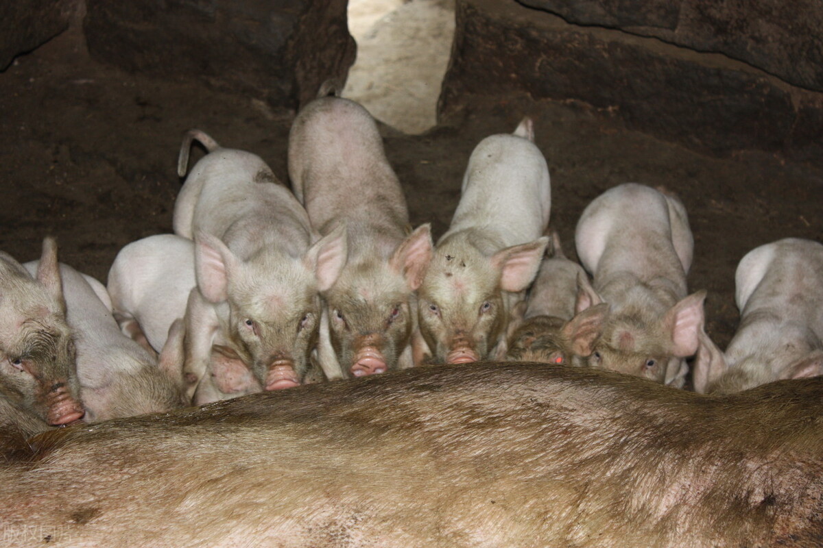 五一猪价让养殖户失望了，北方多地上涨，5月猪价行情还有戏？