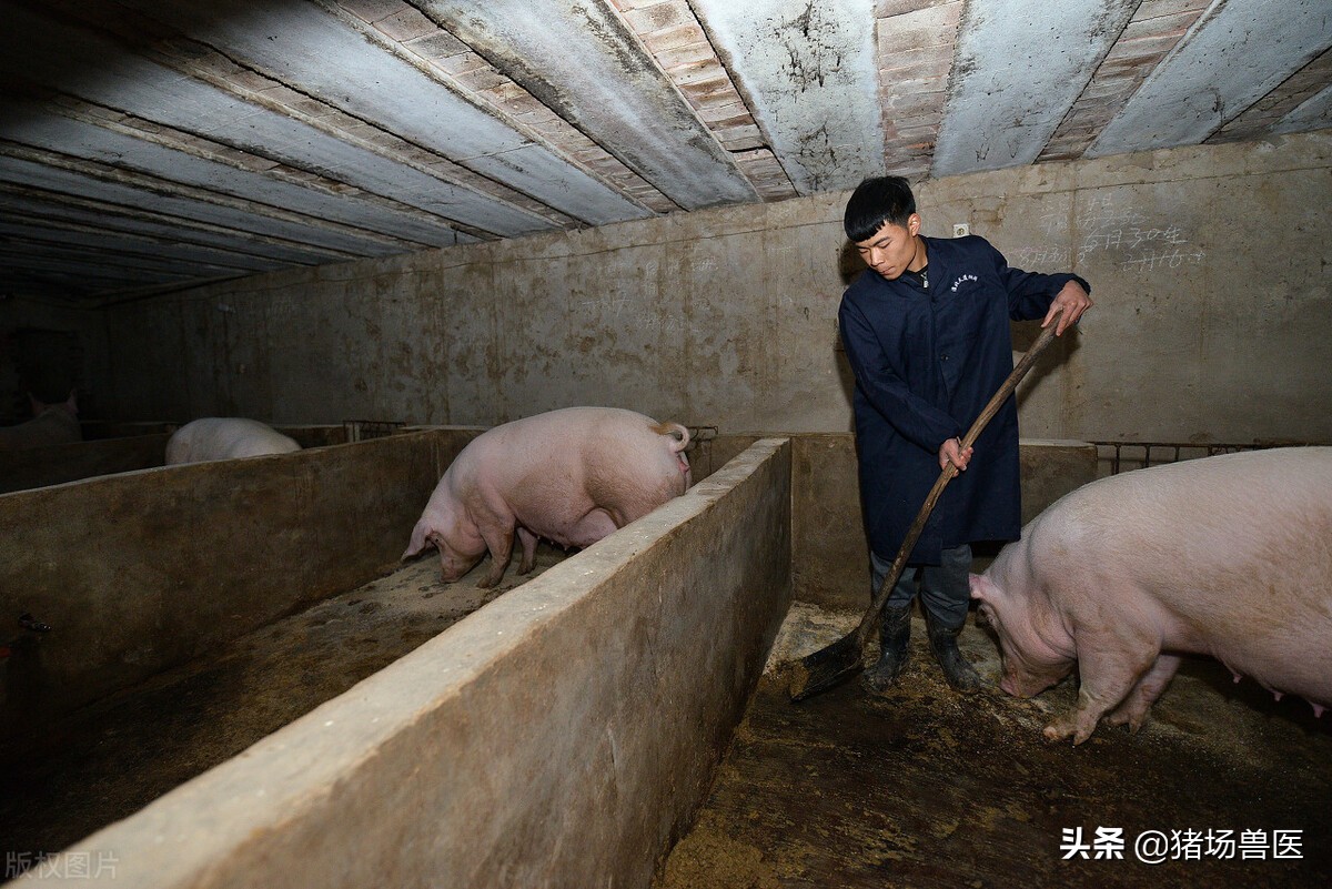 猪流行性腹泻造成损失高达几百万，如何采取措施防控？