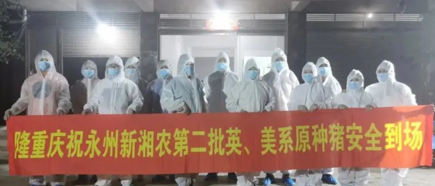 高起点打造原种猪育种体系，九鼎新湘农全力布局饲料+养猪+品牌肉全链条
