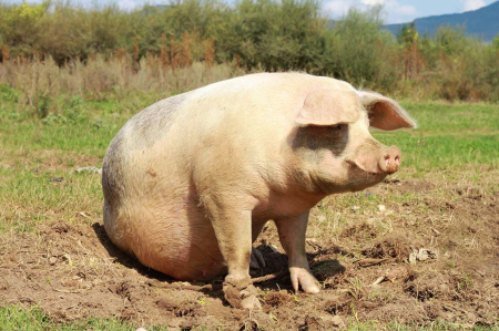 2021年05月04日全国各省市种猪价格报价表，河北地区母猪价格普遍下调200元/头！