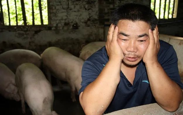 黑龙江跌入9元区间！北方猪价跌成“重灾区”，5月还要一跌到底？