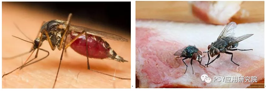 夏季来临，蚊蝇开始蠢蠢欲动，如何斩断非洲猪瘟病毒传播的翅膀？