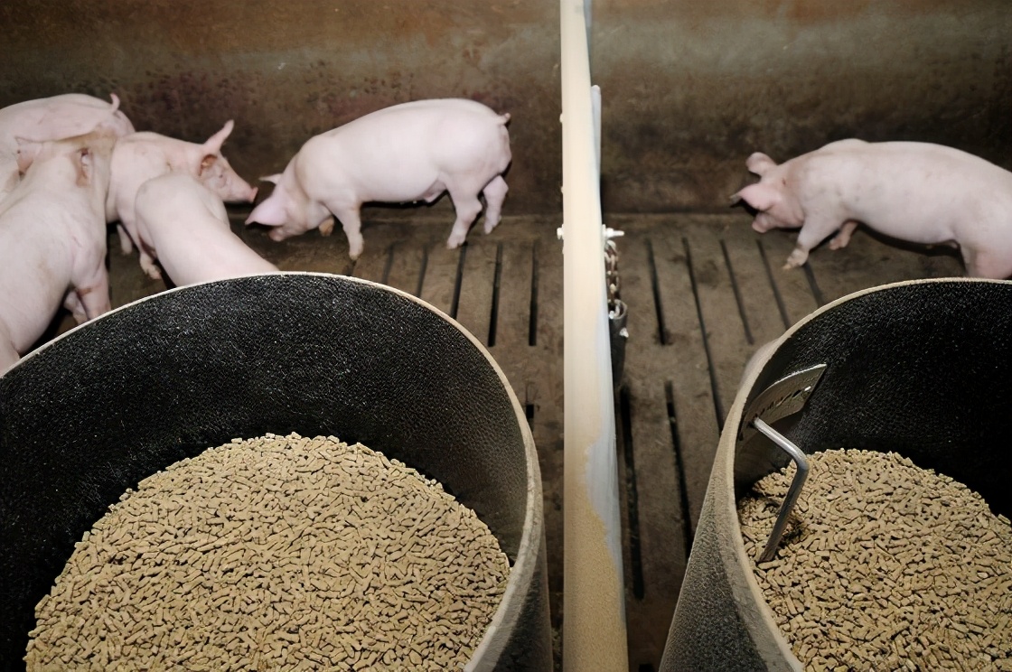 饲料连涨、猪价连跌，降低饲料成本的8条措施