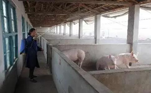 问题探讨——现在的价格，养猪该不该赔钱？