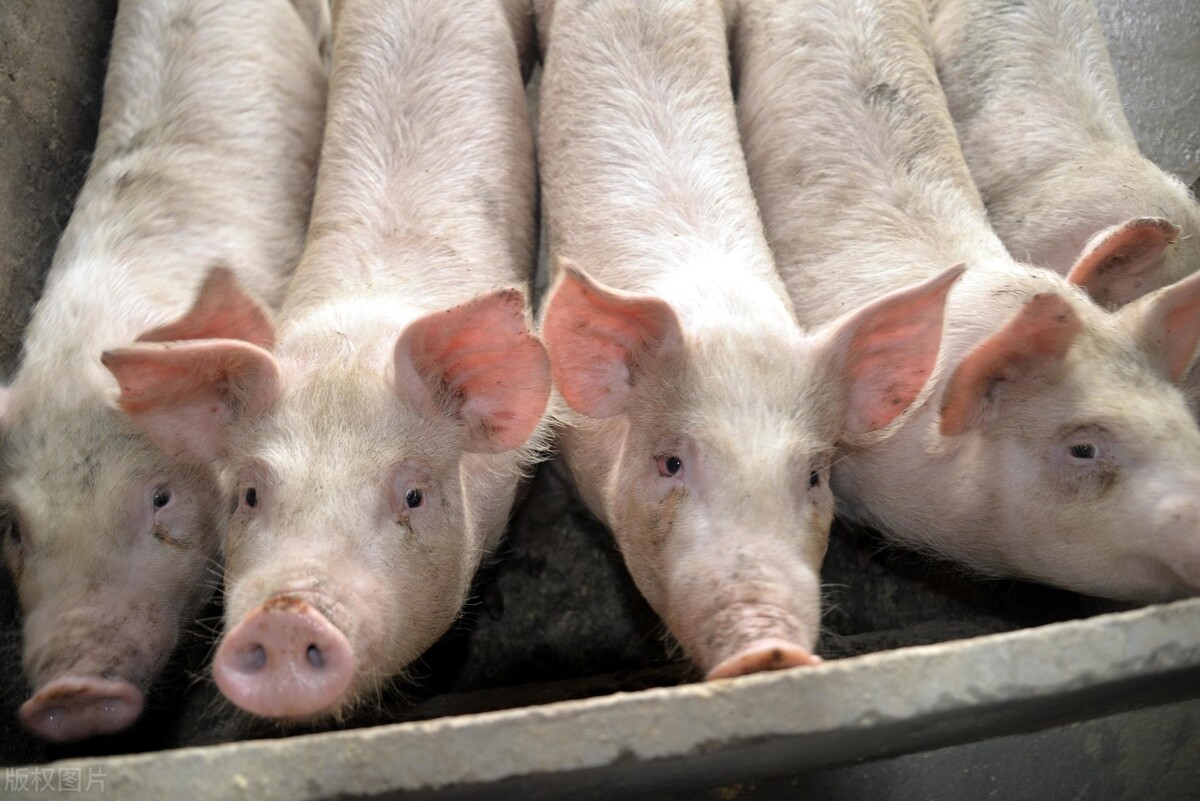 剖析丨两广、云贵川的猪价为何会比华东猪价还低？