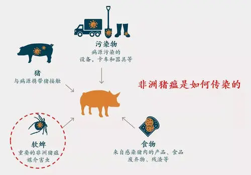 应对非洲猪瘟，猪场日常管理生物安全细节（一）