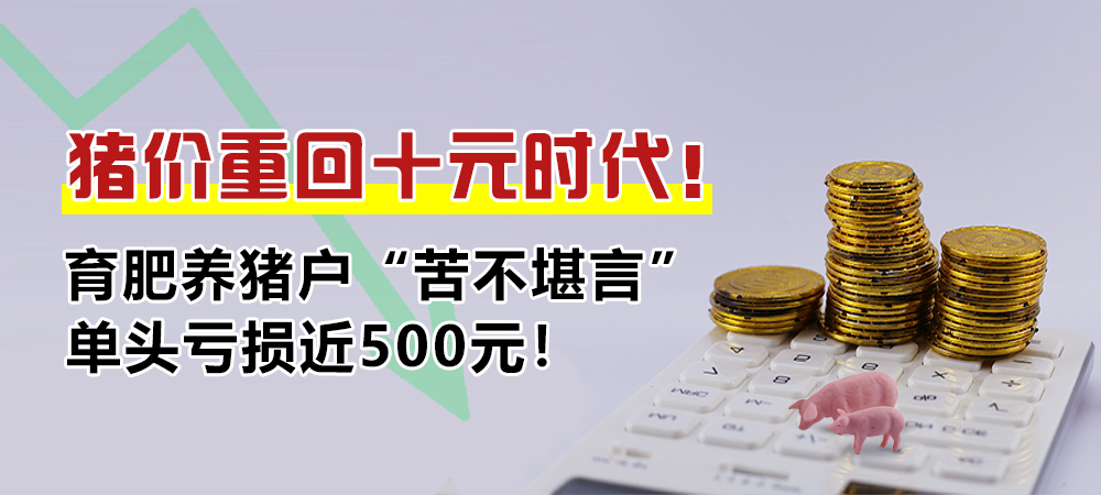 猪价重回十元时代！育肥养猪户“苦不堪言”，单头亏损近500元！