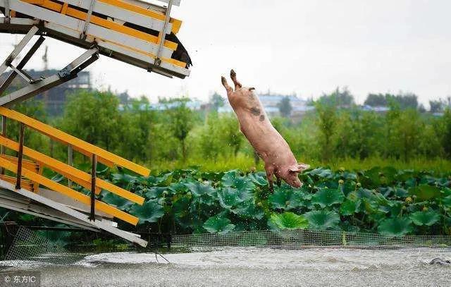 5月9日生猪价格：玉米、仔猪价格居高不下，猪价却跌的太惨，要不要补贴养殖户？