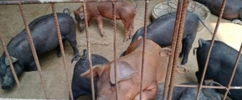 从养猪暴利到无人问津，风雨三载养猪路，到底坑了谁