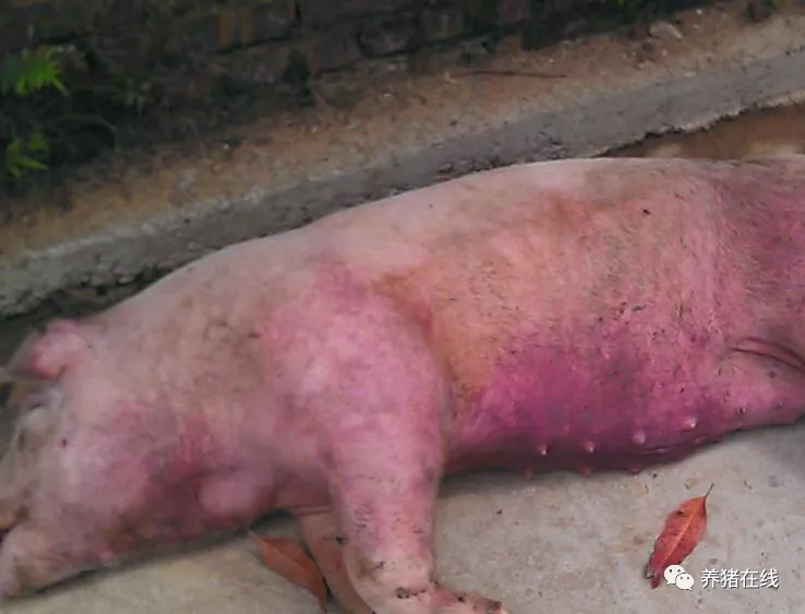 猪群出现高烧、咳喘、皮肤溃烂，该如何防控防治？