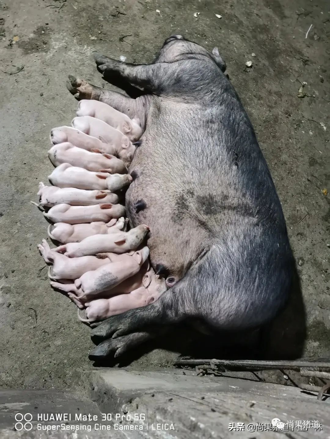 董广林┃现在搞猪价预测直播，还能不能搞到流量？
