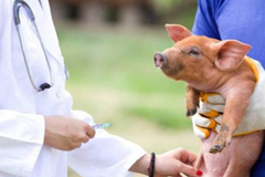 猪伪狂犬病的免疫方法探讨（三）：正确掌握免疫时机与免疫方法