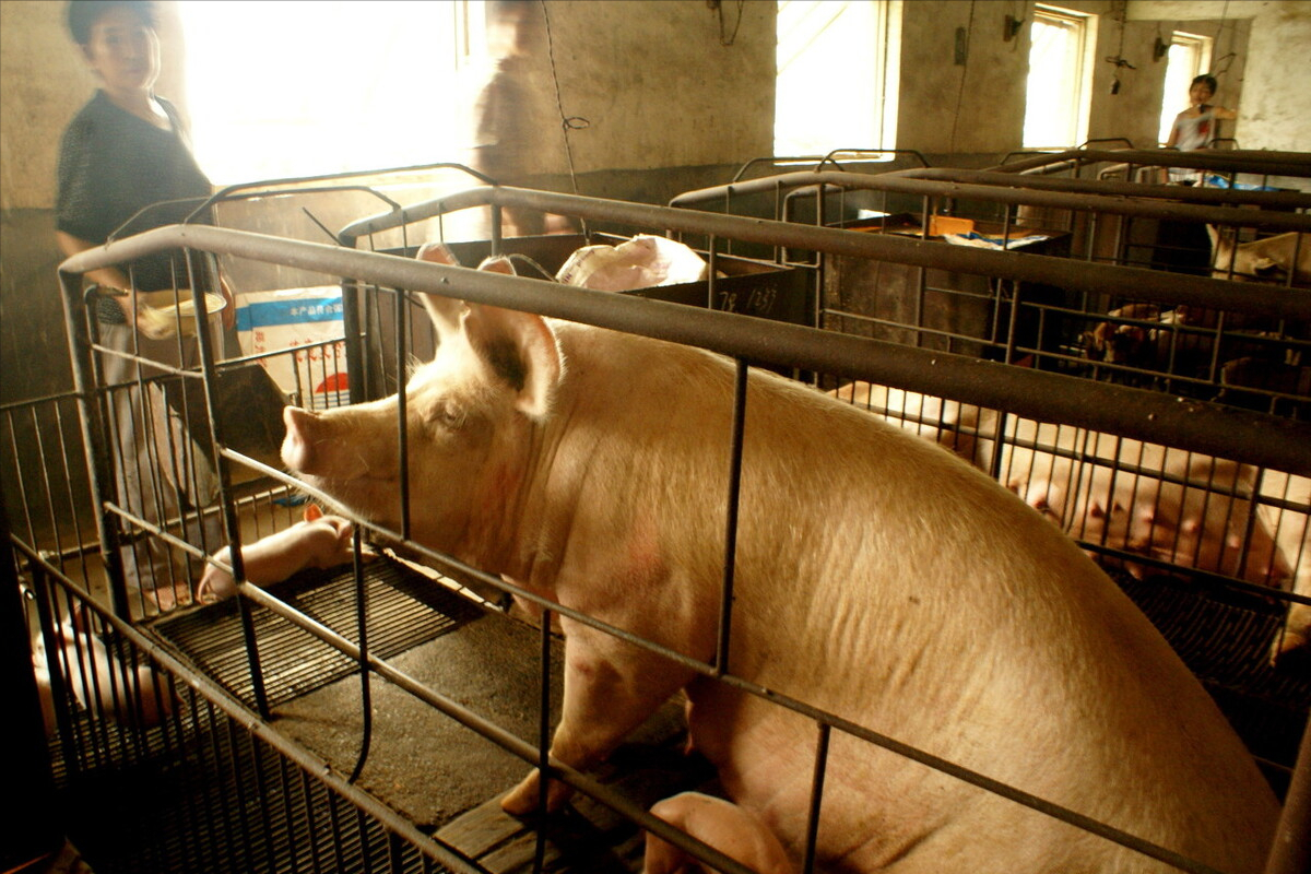 5月11日15公斤仔猪价格，母猪过剩，仔猪泛滥，今年养猪不行了？